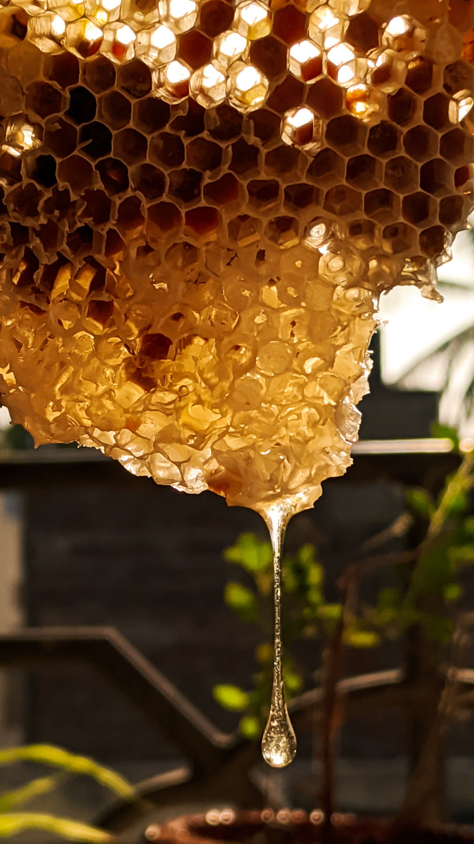 Close up shot of honey comb with a long honey drip coming off the bottom of the comb.